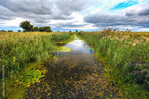A small muddy swampy dirty river surrounded by green plants and grass, symmetrically divides the frame in half in rainy cloudy weather. Autumn landscape in the Astrakhan region, Russia.