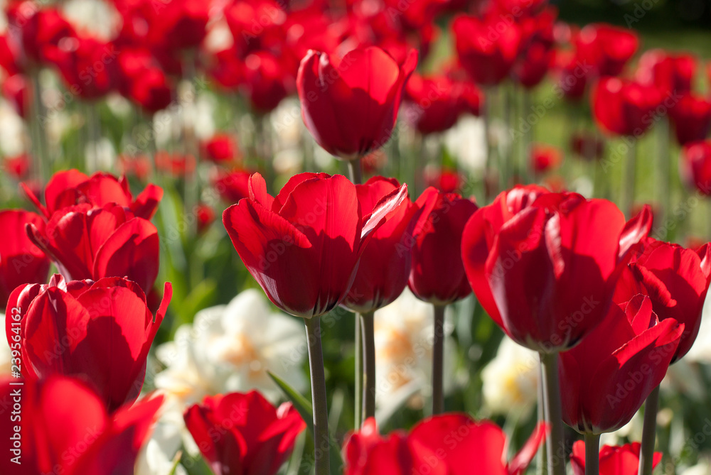 beautiful red open tulips and daffodils in the autumn sunny forest or in the field beautiful red open tulips and daffodils in the autumn sunny forest or in the field