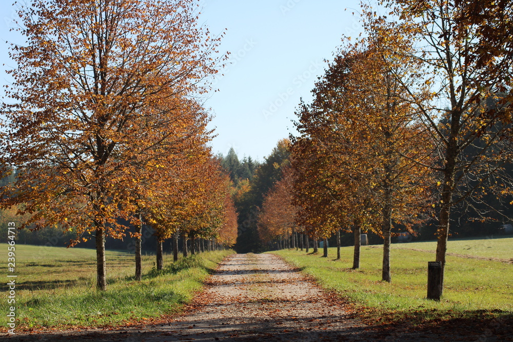 Fototapeta premium Allee im Herbst
