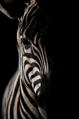 Fototapete Zebra Mähnenloses Zebra in Savanne  © Hladik99