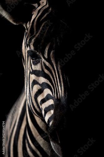 Mähnenloses Zebra
