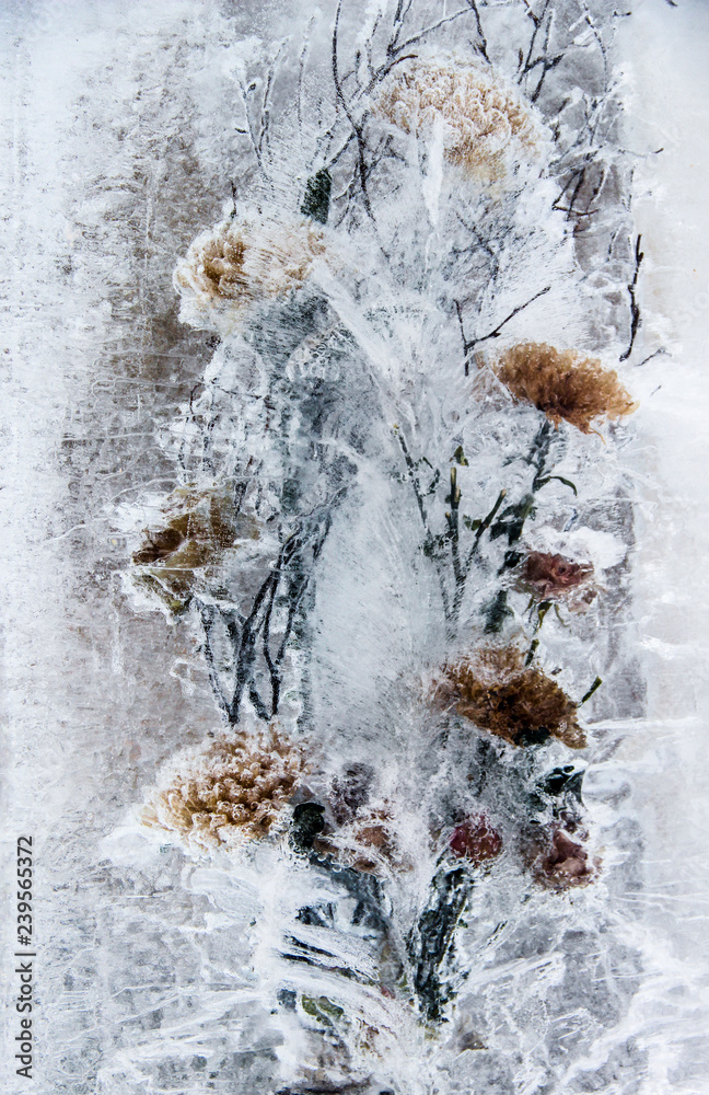 Winter wonderland. Winter scene with crystal flowers in ice