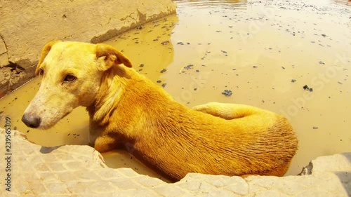 Ginger dog lais on stairs in water with black coals river Ganges on cremation ghat photo