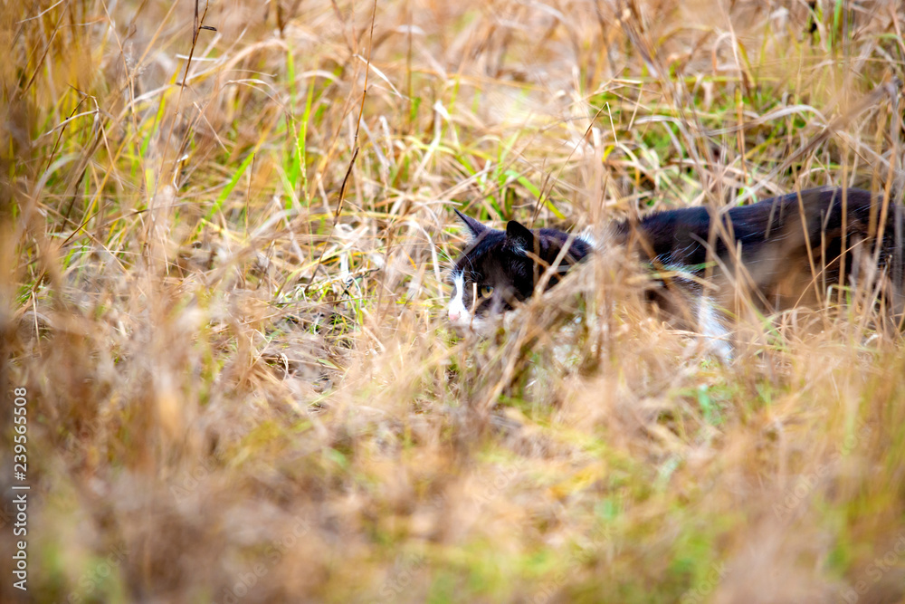 A cat on a hunt is sitting in wait in the midst of thick grass. A cat on a hunt is sitting in wait in the midst of thick grass.