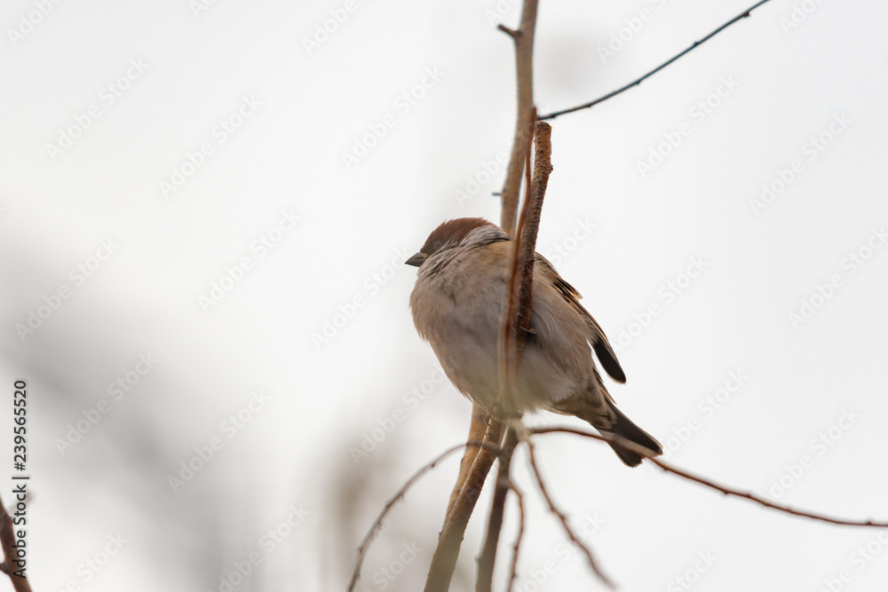 Gray sparrow sitting on a branch, frozen from cold. Gray sparrow sitting on a branch, frozen from cold.