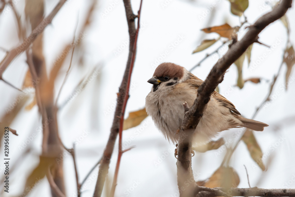 Gray sparrow sitting on a branch, frozen from cold.