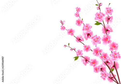 Sakura. Decorative flowers of cherry with buds on the branches  a bouquet. Can be used for cards  invitations  banners  posters. illustration