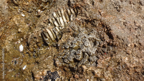 Koralowce  skamieliny  rafa  Egipt 