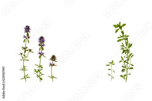 fresh wild thyme flowers and leaves on white background with copy space