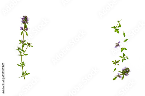 isolated fresh thyme leaves and flowers on white background with copy space in middle