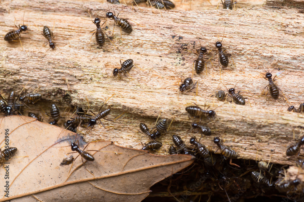 Hospitalitermes Species of Termites on a rotten wooden log Hospitalitermes Species of Termites on a rotten wooden log