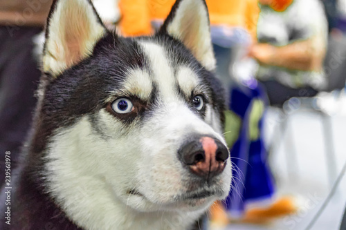 Fototapeta Naklejka Na Ścianę i Meble -  Close up beautiful dog huskie portrait.