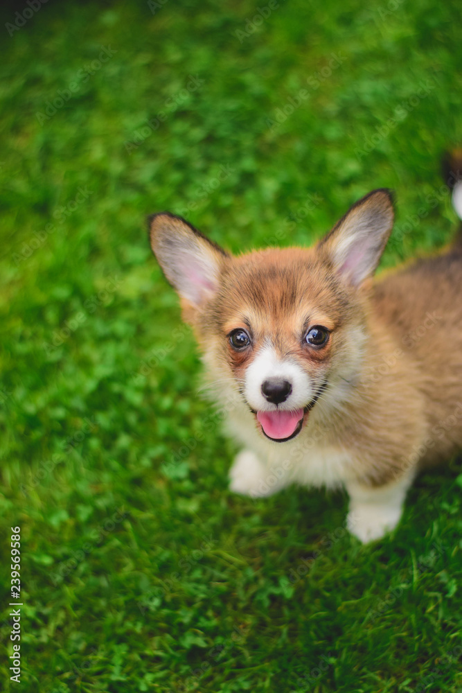 Little cute welsh corgi pembroke puppy on green grass in the garden looking at the camera