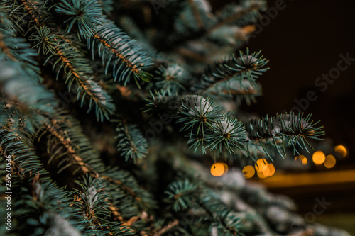 closeup conifer tree with lights in bokeh, christmas