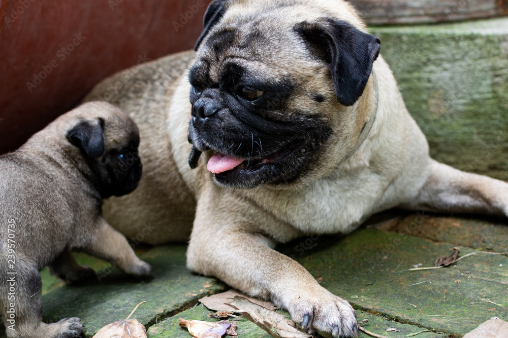 Obraz premium pug