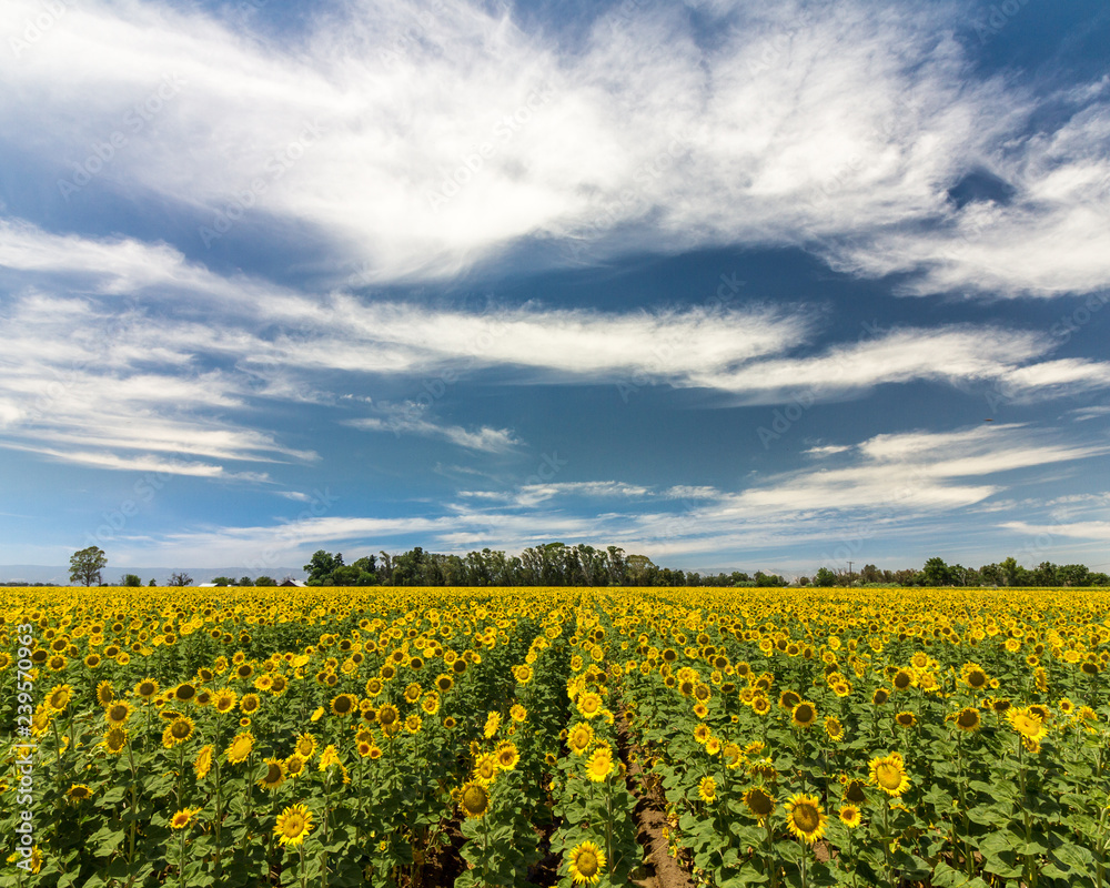 Sunflower rows in a field with blue sky and clouds