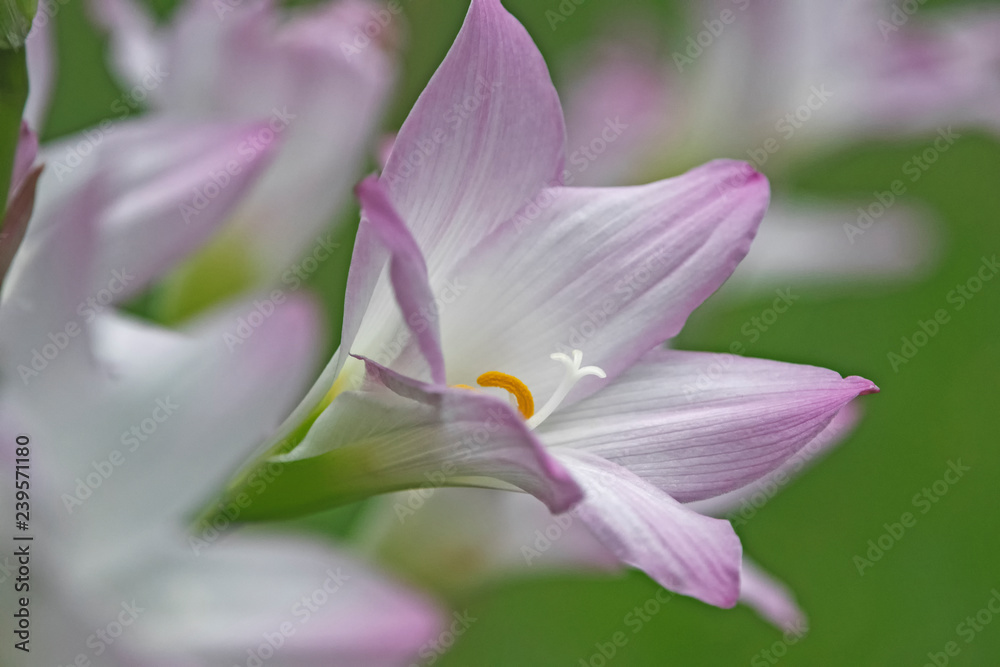 pink flower - zephyranthes