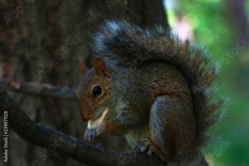 Wild squirrel in central park new york.