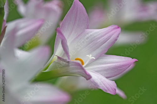 pink flower - zephyranthes © ernest