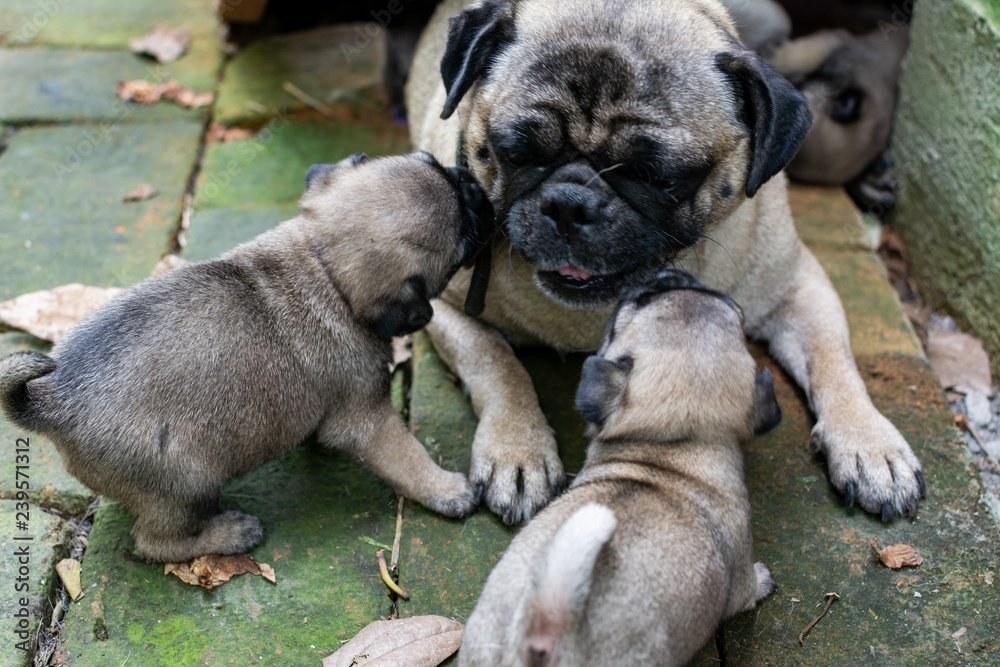 pug pug