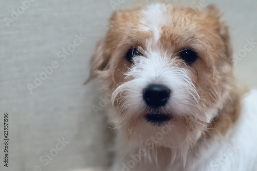 Jack Russell Terrier face closeup 