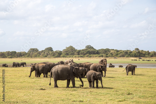 Herd of elephants in Kaudulla National Park  Sri Lanka
