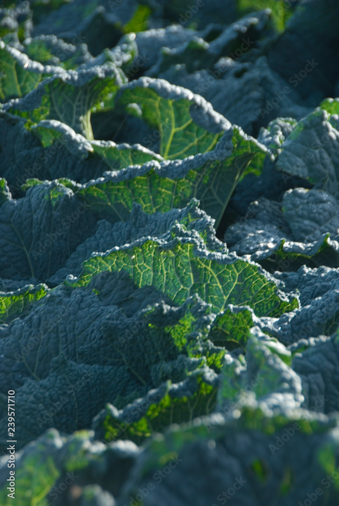 Cabbage Cabbage