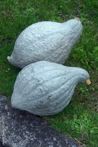 Cucurbita pepo - Blue hubbard pumpkin photo