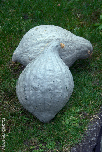 Cucurbita pepo - Blue hubbard pumpkin photo