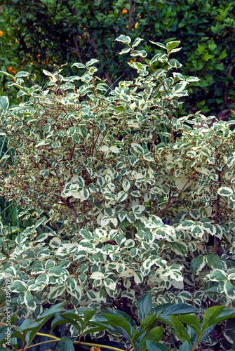 Philadelphus Coronarius photo