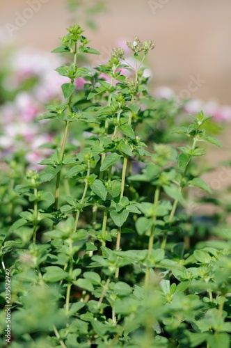 Origanum Vulgare Aromata photo