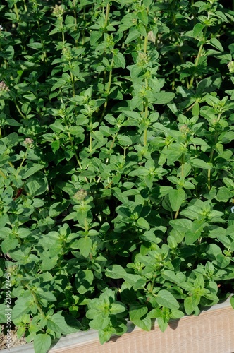 Origanum Vulgare Aromata photo