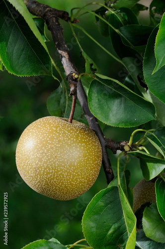 Pyrus pyrifolia - Pear photo