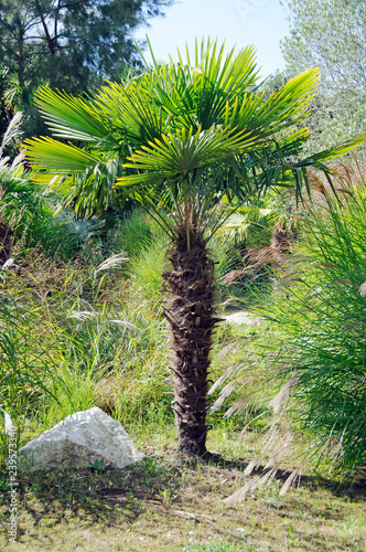 Chinese windmill palm photo