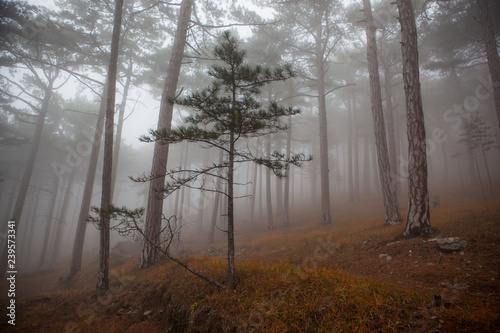 Christmas tree in a foggy forest