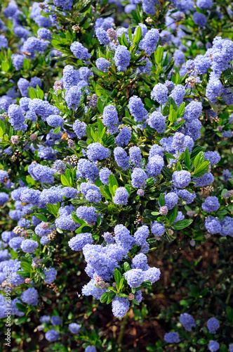 Ceanothus skylark - California Lilac