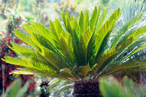 Cycas revoluta - Sago palm