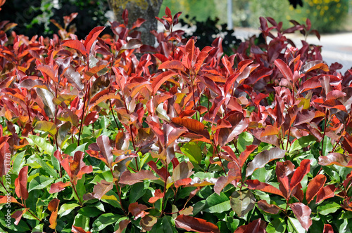 Photinia fraseri - Red tip photinia photo