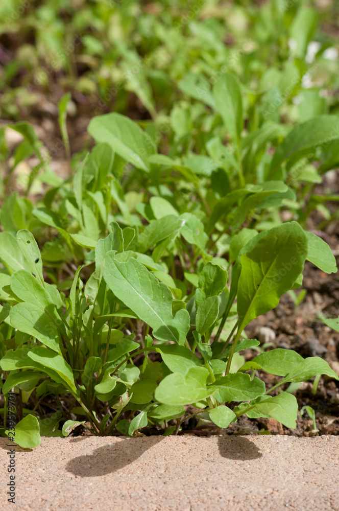 Wild Rocket Wild Rocket