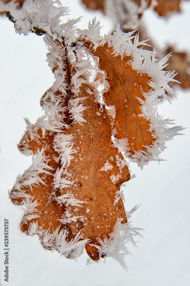 Fototapeta premium Hoar Frost on Oak Leaves. Oak leaf with frozen snow.
