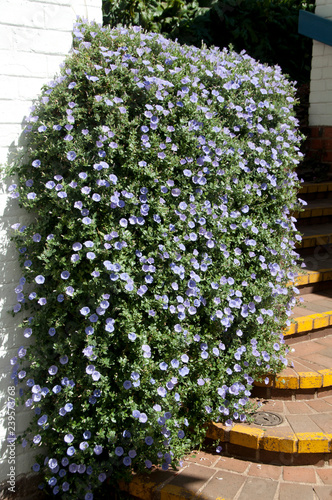 Cuadro en lienzo Blue rock bindweed