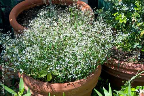 Obraz na płótnie Euphorbia