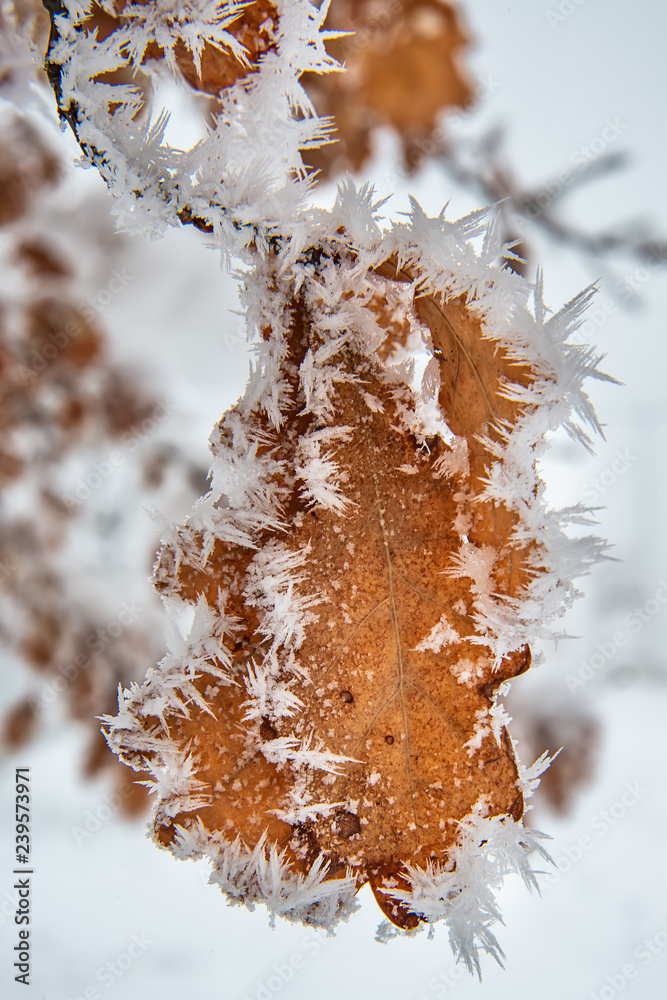 Naklejka premium Hoar Frost on Oak Leaves. Oak leaf with frozen snow.