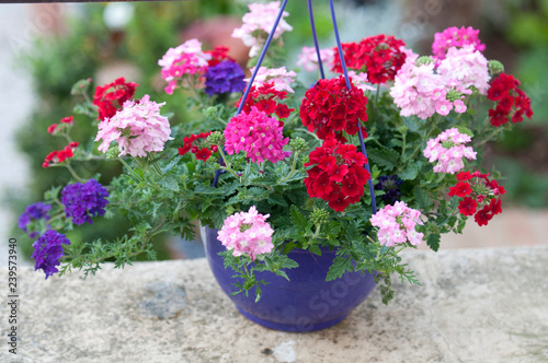 Verbena
