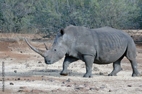 The magnificent White Rhinoceros.