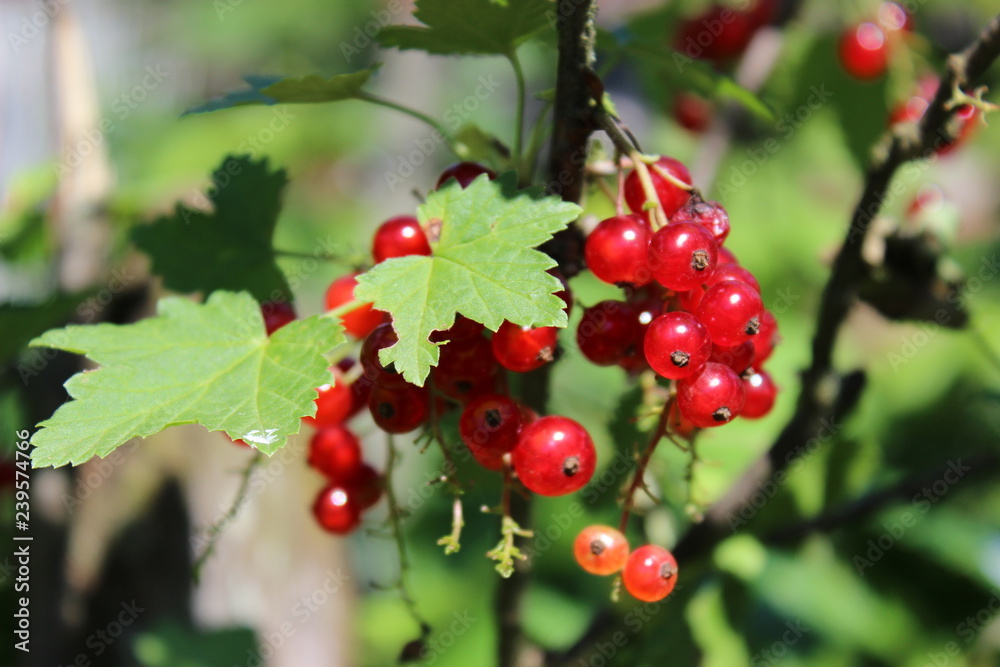  Ripe red currant berries