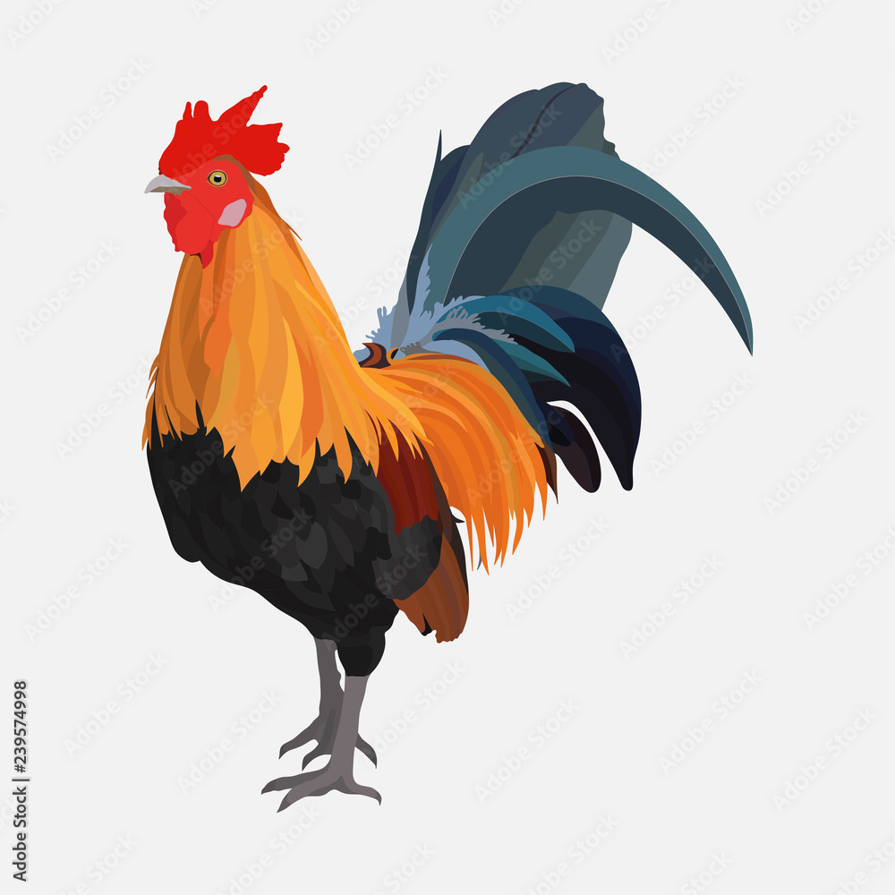 Naklejka realistic cock, rooster year, poultry, farm