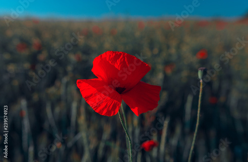 Fototapeta Naklejka Na Ścianę i Meble -  wild  pink flowers poppies in the field at sunset