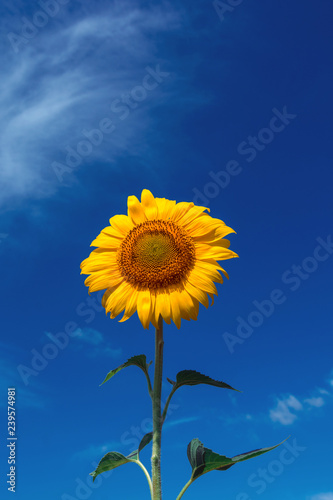 Fototapeta Naklejka Na Ścianę i Meble -  sunflower summer flower close-up, against a background of clouds.