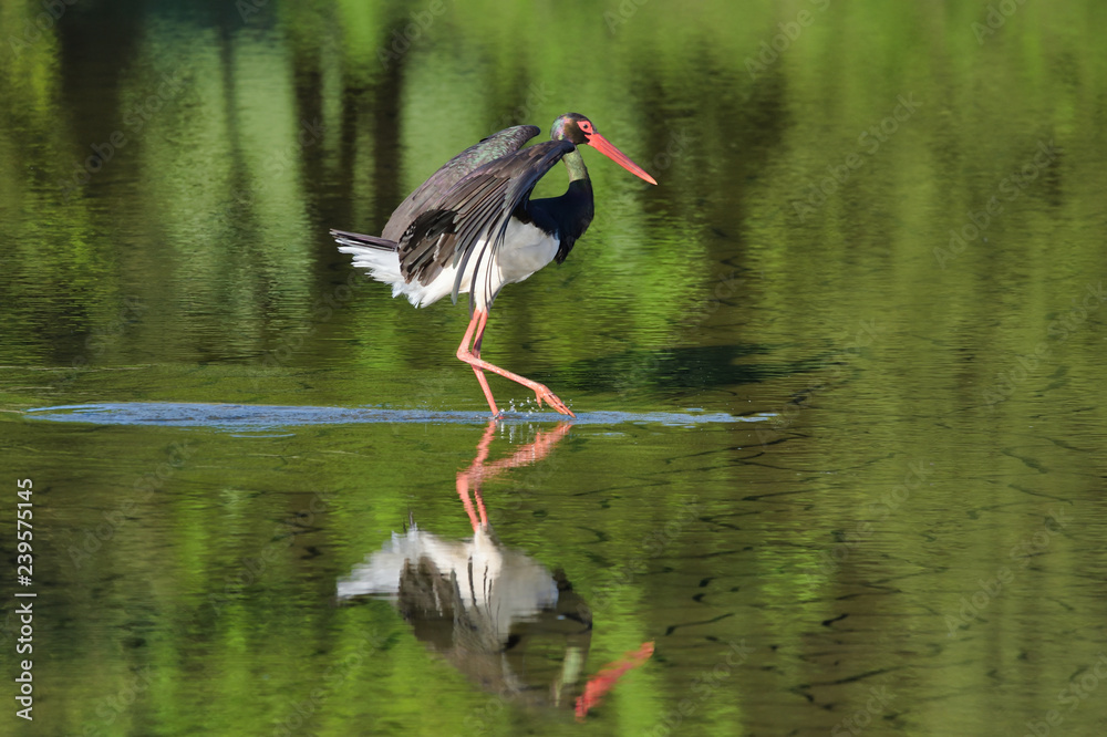 Fototapeta premium Black stork (Ciconia nigra)